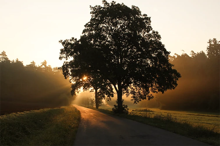 Silhouette of tree near road during sunset