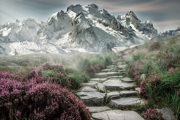 Path of rocks between wild flowers with snowy mountain in the background